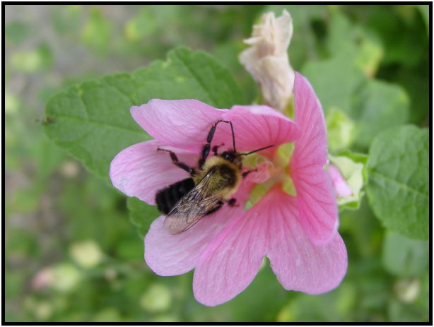 insect: bee : s-dsc020683.jpg