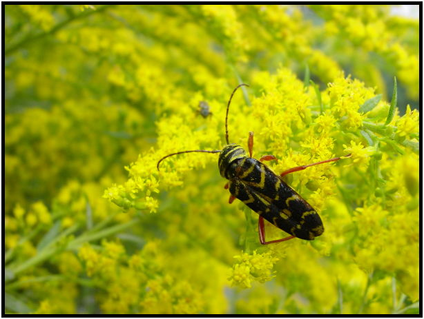insect: bug : s-dsc020699.jpg