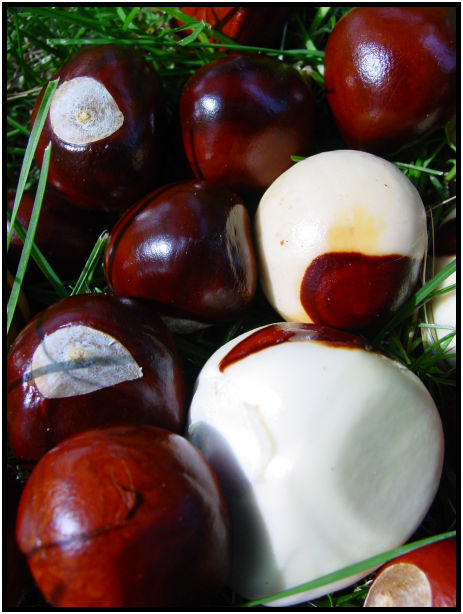 flora: tree: chestnut : s-dsc020719.jpg