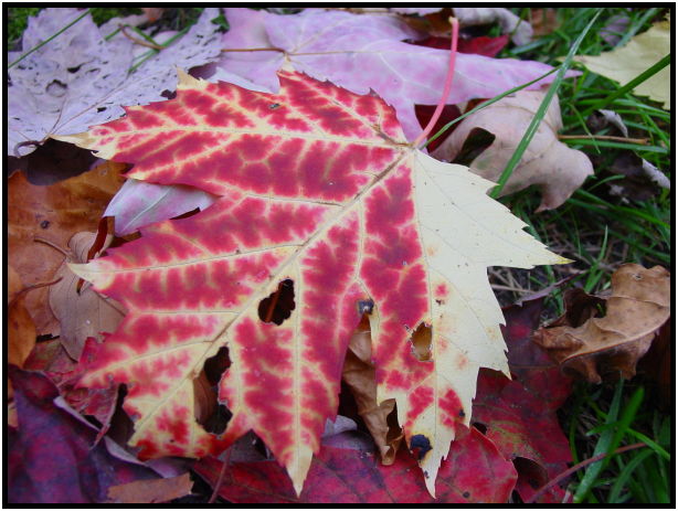 site: landscape: misc landscape : s-dsc020993.jpg