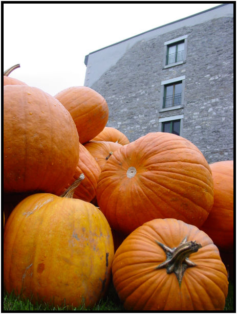 flora: vegetable: pumpkin : s-dsc021037.jpg