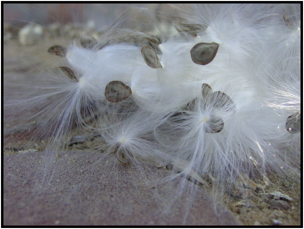 flora: seed: unknown seed : s-dsc020241.jpg