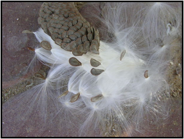 flora: seed: unknown seed : s-dsc020242.jpg