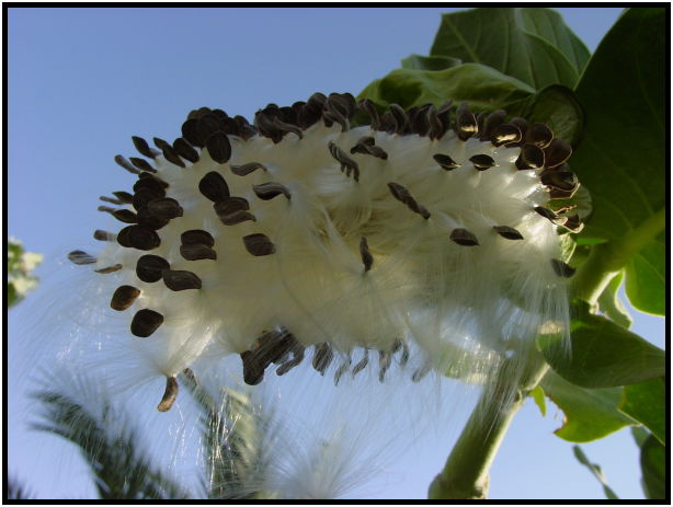 flora: seed: unknown seed : s-dsc020243.jpg