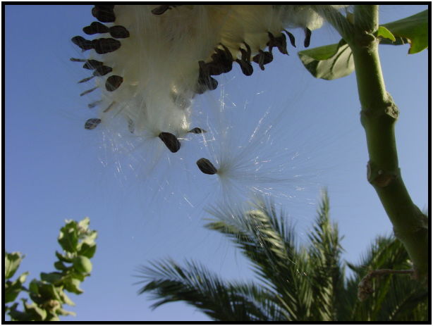 flora: seed: unknown seed : s-dsc020245.jpg