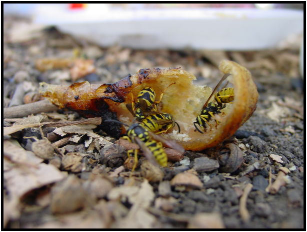 place: Israel: Kinnereth : s-dsc020098.jpg