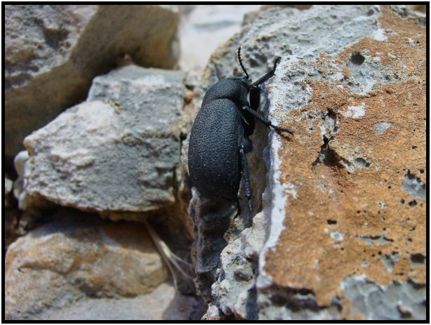 insect: bug : s-dsc020067.jpg