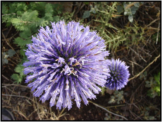 flora: flower: unknown flower : s-dsc020146.jpg