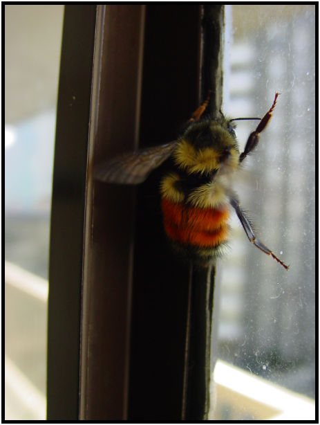 insect: bee : s-dsc019467.jpg