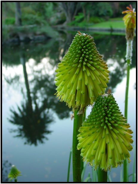 flora: flower: unknown flower : s-dsc022662.jpg