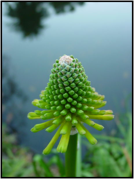 place: Australia: Victoria: Melbourne: Melbourne city : s-dsc022664.jpg