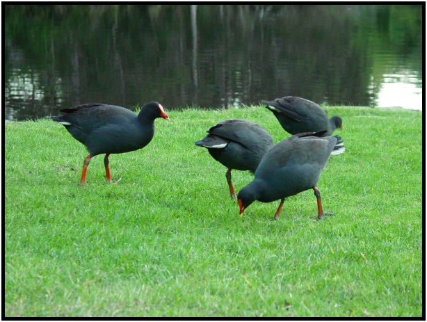 bird: unknown bird : s-dsc022666.jpg