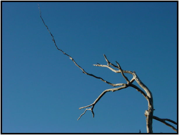 flora: tree: gum tree : s-dsc022700.jpg