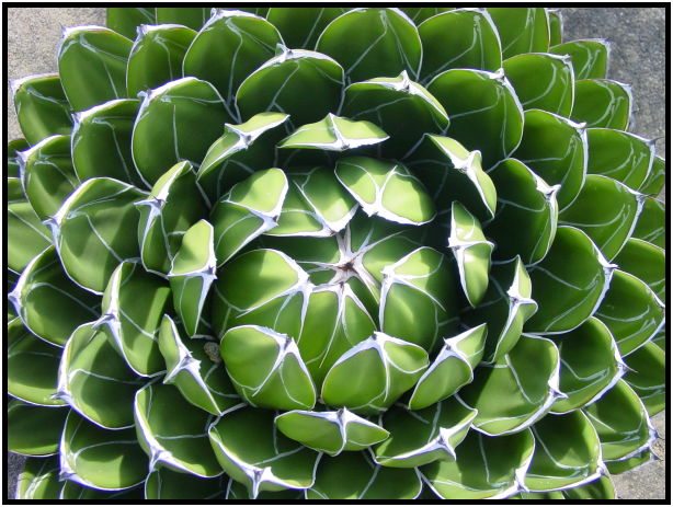 flora: cactus: cactus unknown : s-dsc022467.jpg