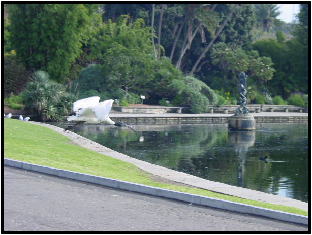 place: Australia: NSW: Sydney: Sydney city : s-dsc022470.jpg