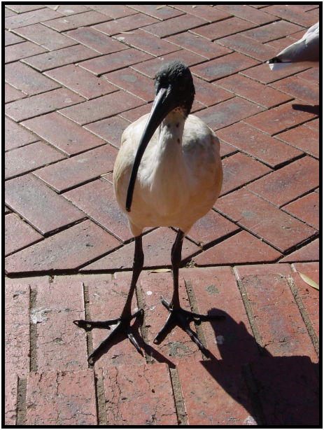 bird: ibis : s-dsc022505.jpg