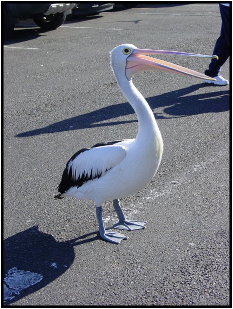 bird: pelican : s-dsc022520.jpg