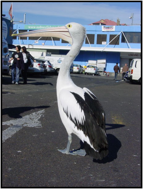 bird: pelican : s-dsc022523.jpg