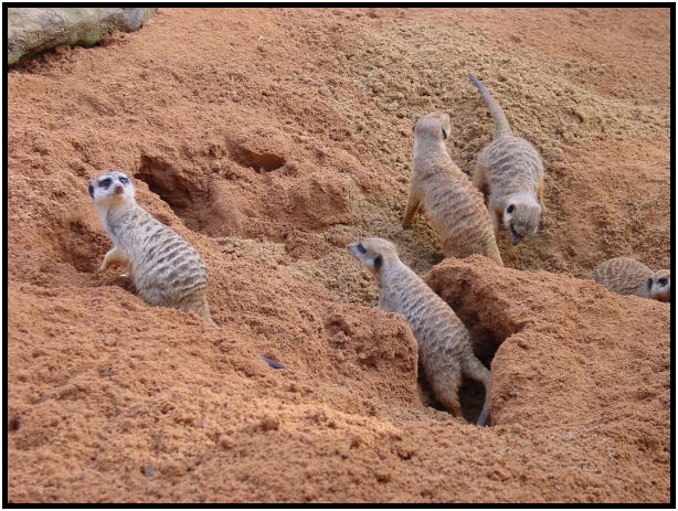 animal: meerkat : s-dsc022539.jpg