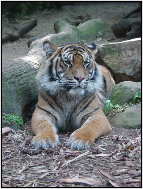 place: Australia: NSW: Sydney: Sydney Zoo : s-dsc022542.jpg
