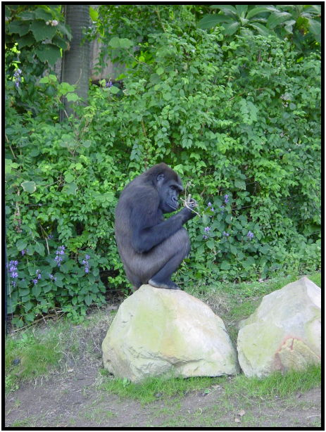 place: Australia: NSW: Sydney: Sydney Zoo : s-dsc022552.jpg