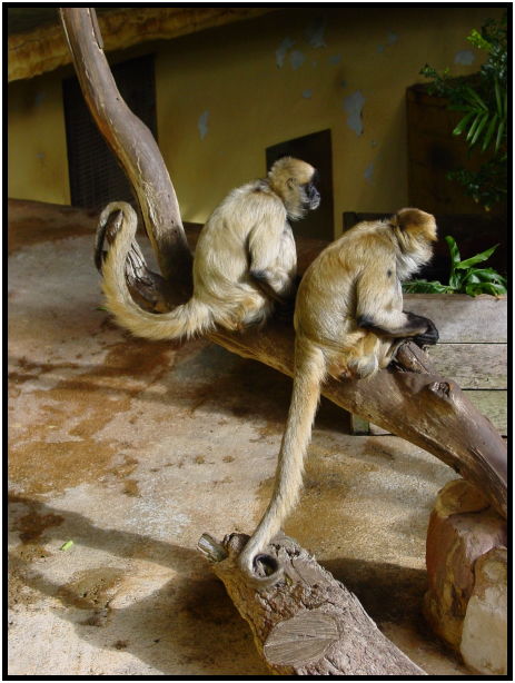 animal: monkey : s-dsc022563.jpg