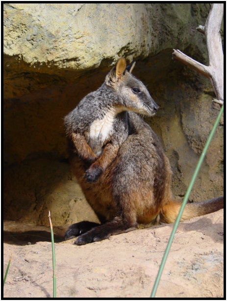 place: Australia: NSW: Sydney: Sydney Zoo : s-dsc022567.jpg