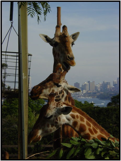 place: Australia: NSW: Sydney: Sydney Zoo : s-dsc022580.jpg