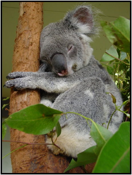 place: Australia: NSW: Sydney: Sydney Zoo : s-dsc022595.jpg