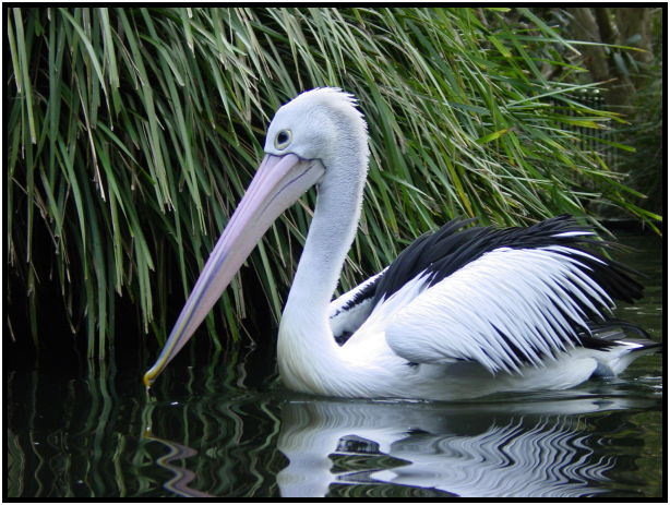 bird: pelican : s-dsc022604.jpg