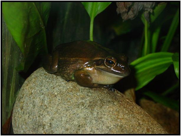 animal: frog : s-dsc022623.jpg