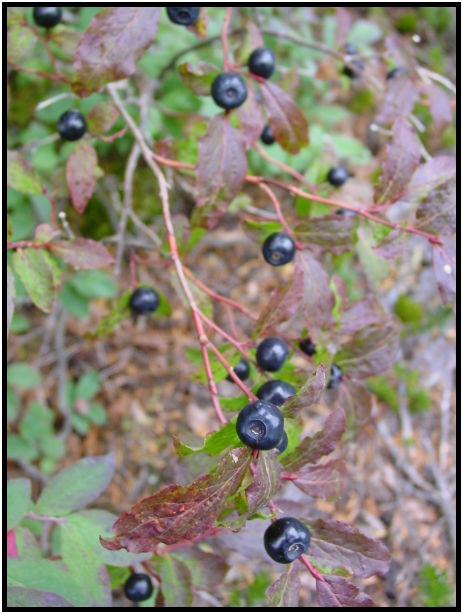 flora: berry: blueberry : s-dsc024107.jpg