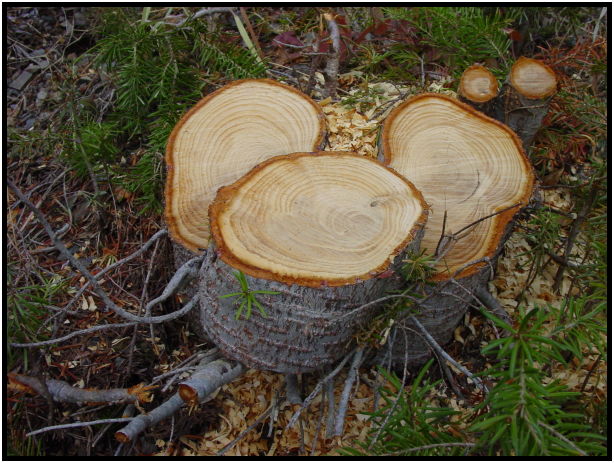 place: Canada: British Columbia: Manning Park: Poland Lake : s-dsc024373.jpg