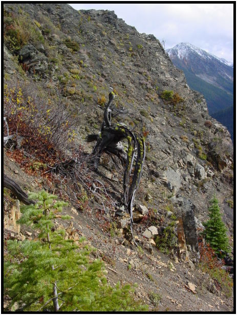 place: Canada: British Columbia: Manning Park: Skyline1 : s-dsc024289.jpg