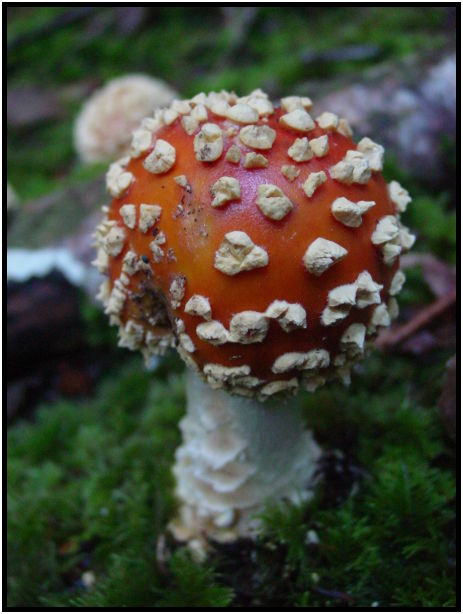 flora: mushroom: mushroom unknown : s-dsc024463.jpg