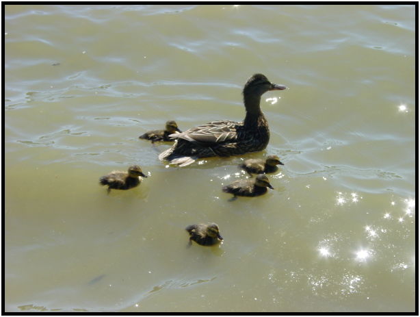 bird: duck : s-dsc022248.jpg