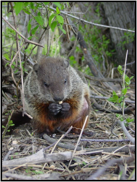 animal: beaver : s-dsc022125.jpg