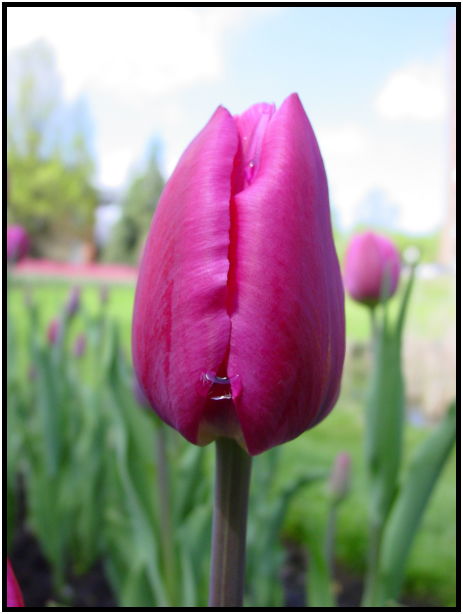 flora: flower: tulip : s-dsc022013.jpg