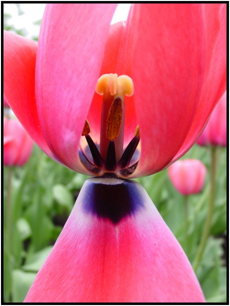 flora: flower: tulip : s-dsc022081.jpg