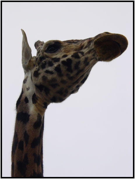 place: Canada: Ontario: Toronto: Toronto Zoo : s-dsc021607.jpg