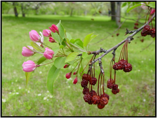 flora: flower: apple tree flower : s-dsc022179.jpg