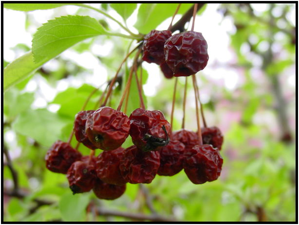 flora: tree: apple tree : s-dsc022185.jpg