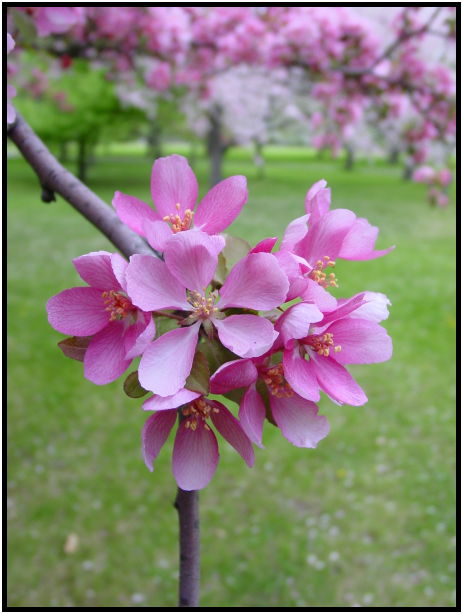 flora: flower: apple tree flower : s-dsc022187.jpg