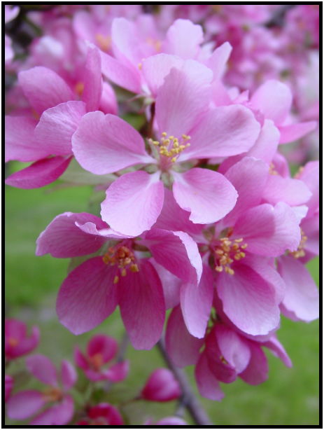 flora: flower: apple tree flower : s-dsc022188.jpg