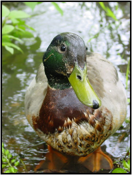 bird: duck : s-dsc022195.jpg