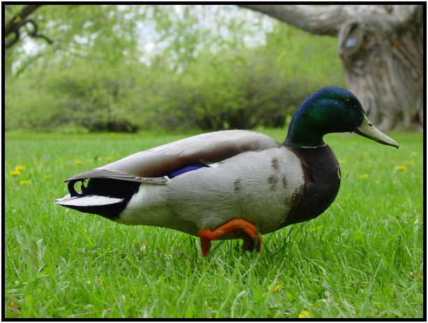 bird: duck : s-dsc022199.jpg