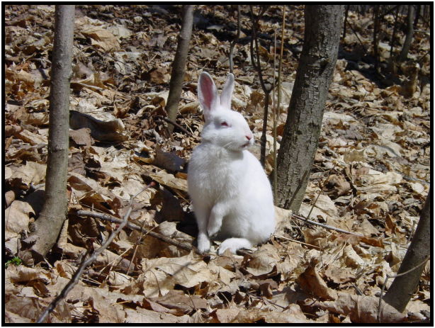 animal: rabbit : s-dsc021752.jpg