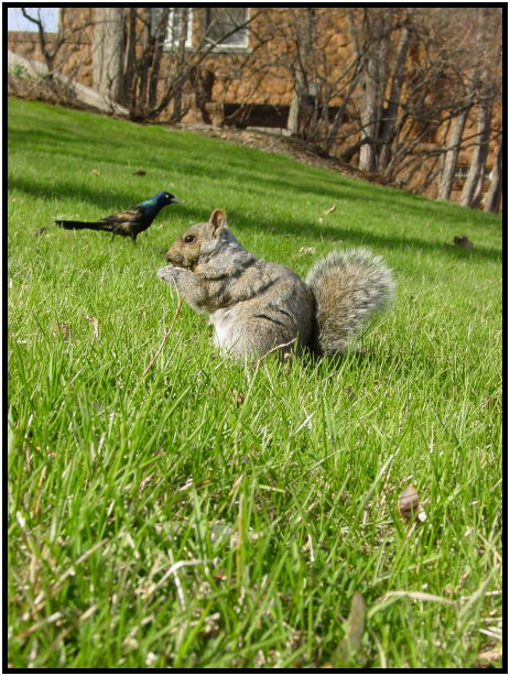 animal: squirrel : s-dsc021980.jpg