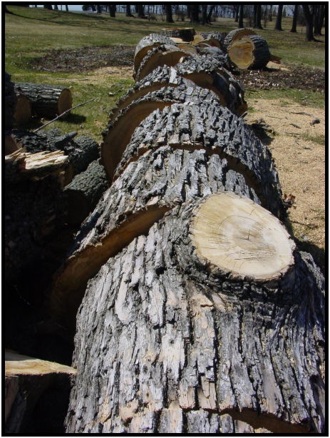 flora: tree: log : s-dsc021789.jpg