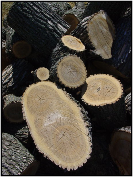 flora: tree: log : s-dsc021790.jpg